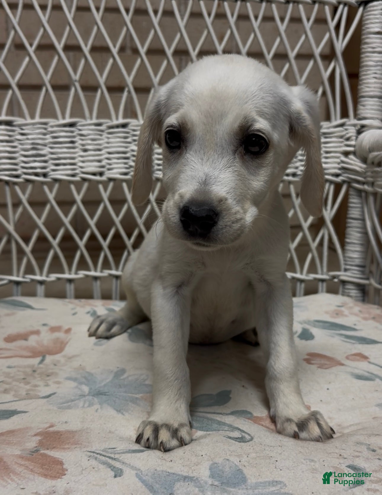 Labrador Retriever dogs for sale: Labrador Retriever Jackie - Ad 20