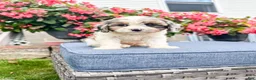 Cavapoo dogs for sale: Poppy - Ad 19