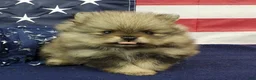 Pomeranian dogs for sale: Jolee - Ad 5