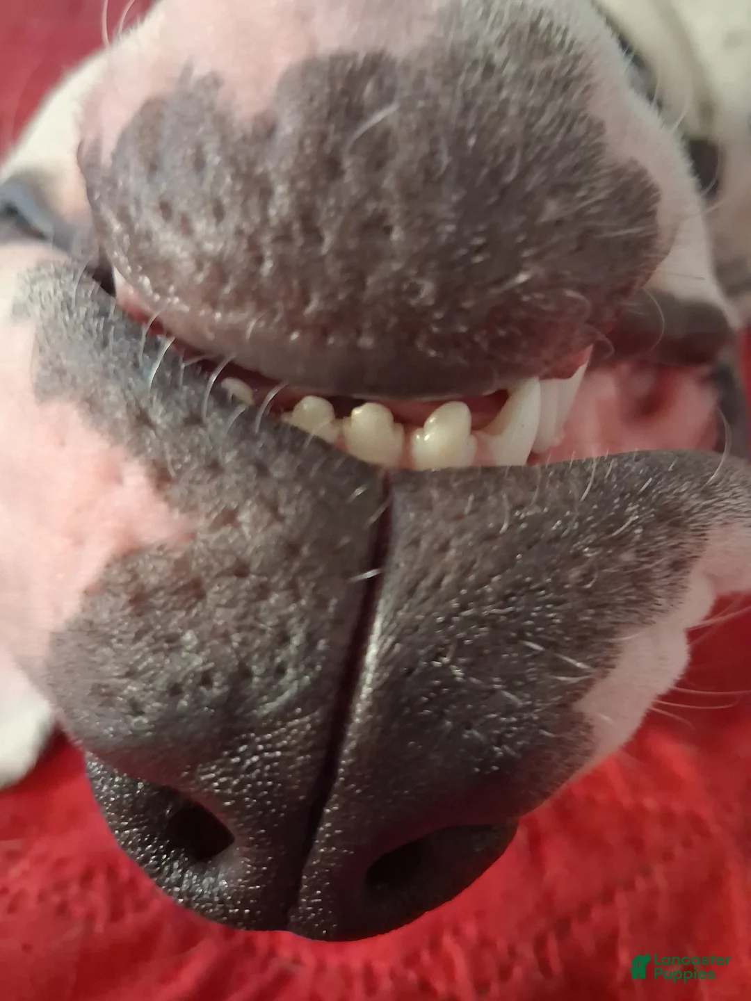 American Pit Bull Terrier dogs for sale: American Pit Bull Terrier Puppy 3 - Ad 4