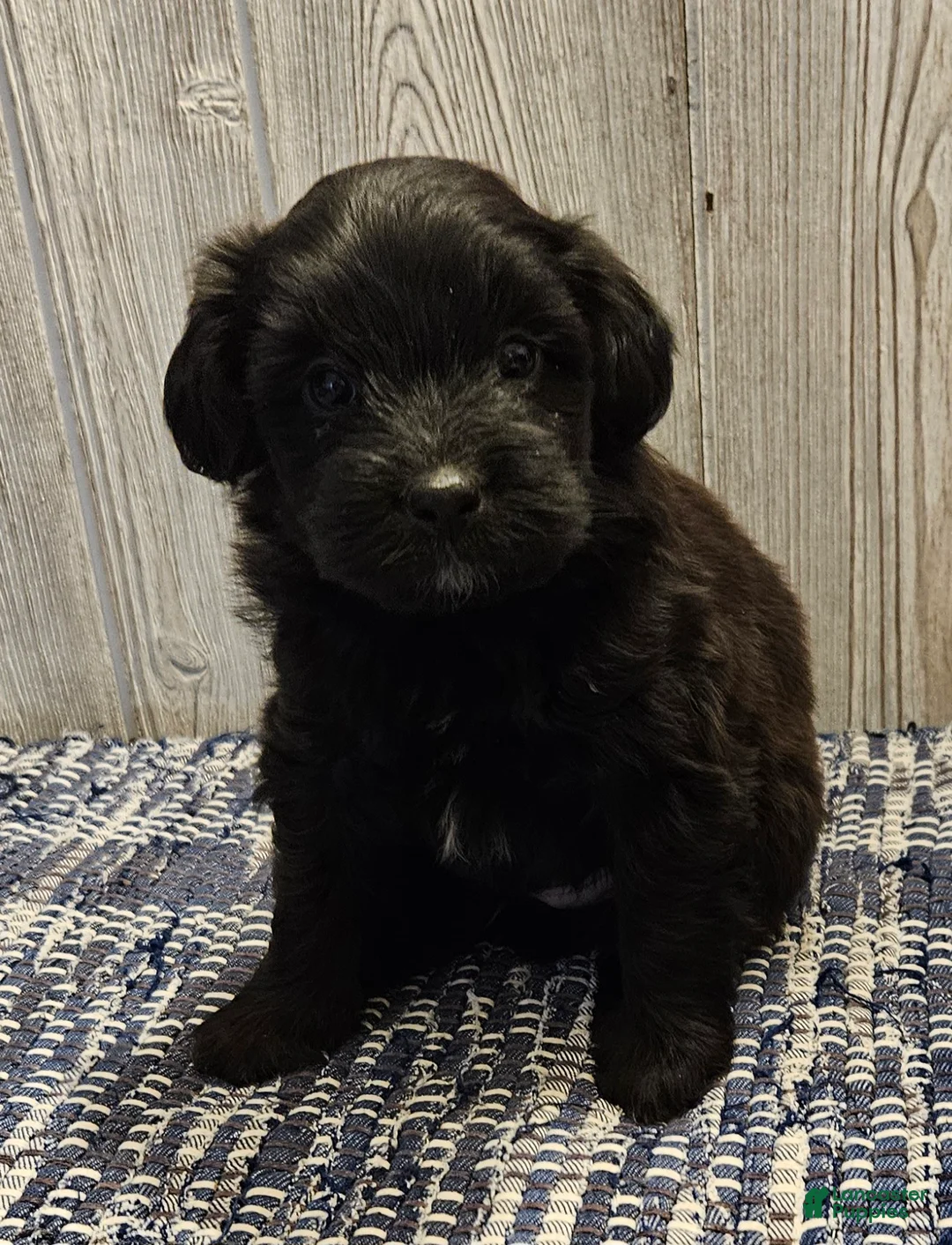 Mixed Breed dogs for sale: Rambo - Ad 3