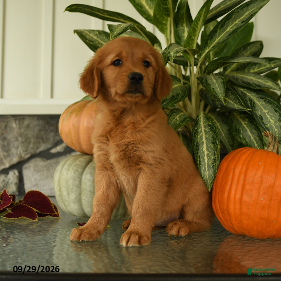 Labrador Retriever dogs Gertrude - Ad 1