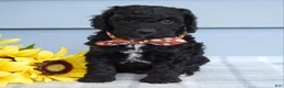 Cockapoo dogs for sale: Oscar - Ad 5