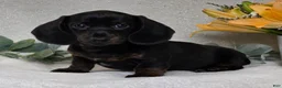 Miniature Dachshund dogs for sale: Parker - Ad 5