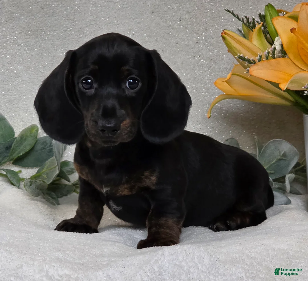Miniature Dachshund dogs for sale: Parker - Ad 5