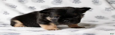 Duke