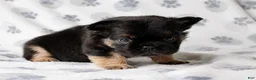French Bulldog dogs for sale: Duke - Ad 1