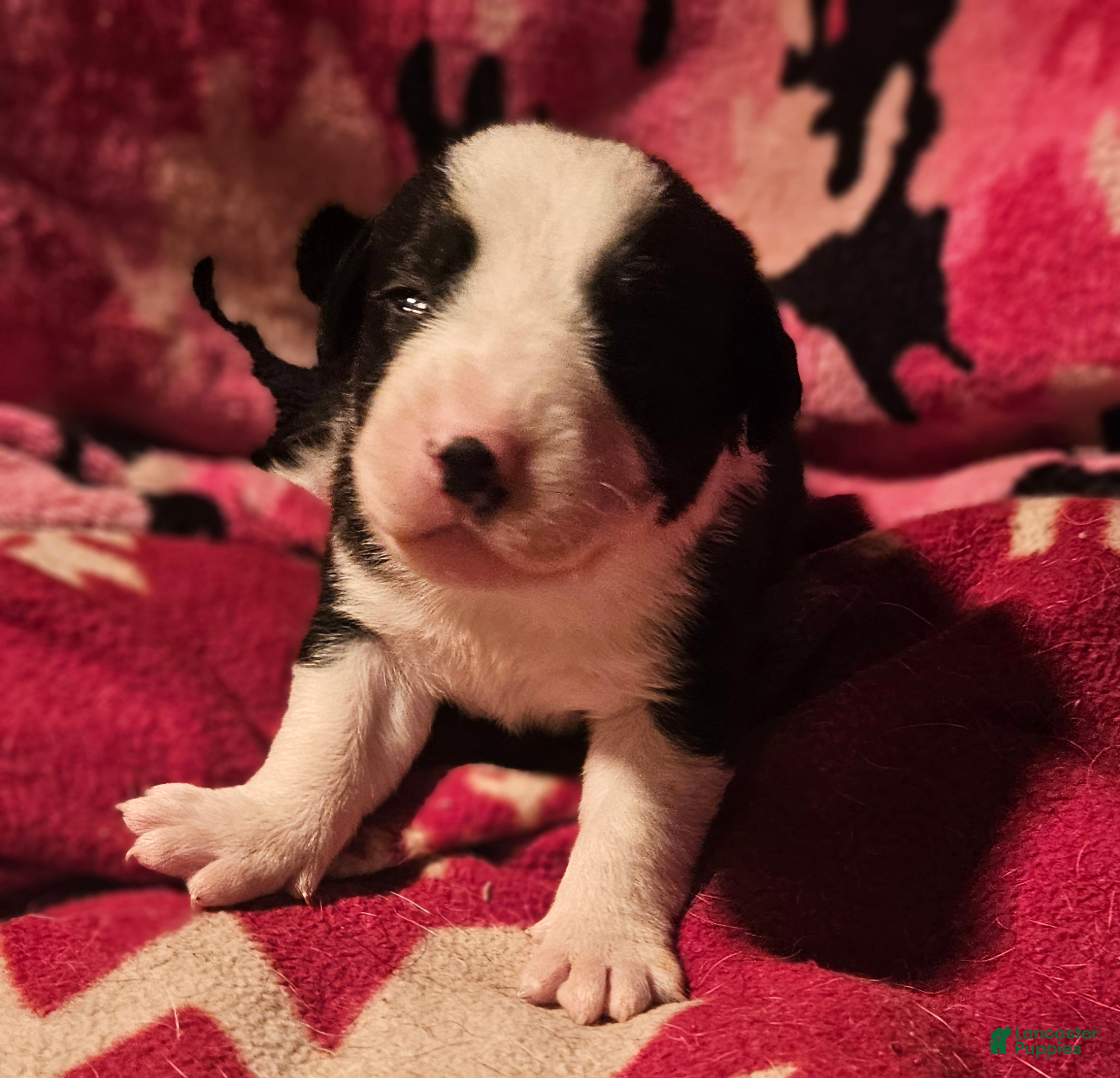 Border Collie dogs Friday - Ad 6