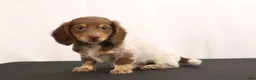 Dachshund dogs for sale: Ricky - Ad 1