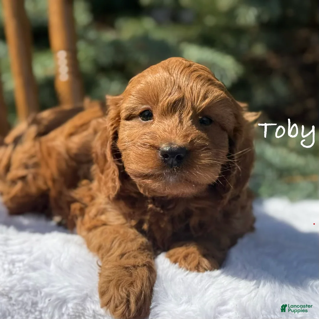 Cavapoo dogs for sale: Toby - Ad 1