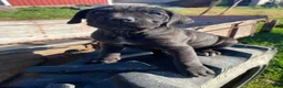 Cane Corso dogs for sale: Chloe - Ad 4