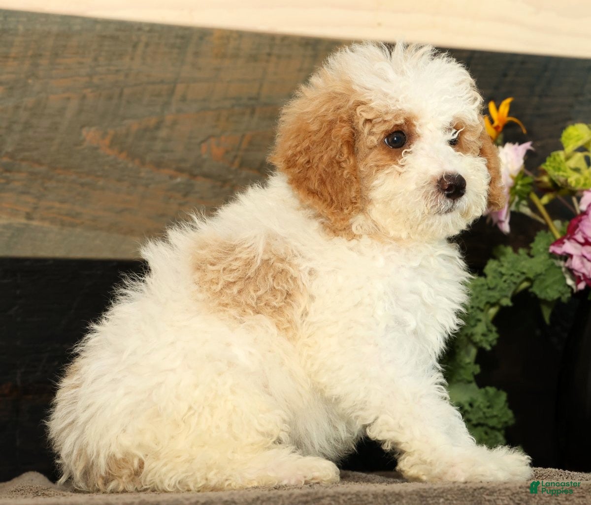 Miniature Poodle dogs Lincoln - Ad 2