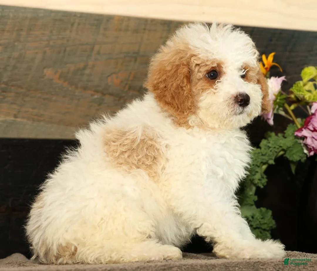 Miniature Poodle dogs for sale: Lincoln - Ad 2