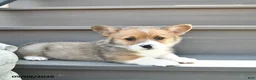 Welsh Corgi Pembroke dogs for sale: Diesel  - Ad 4
