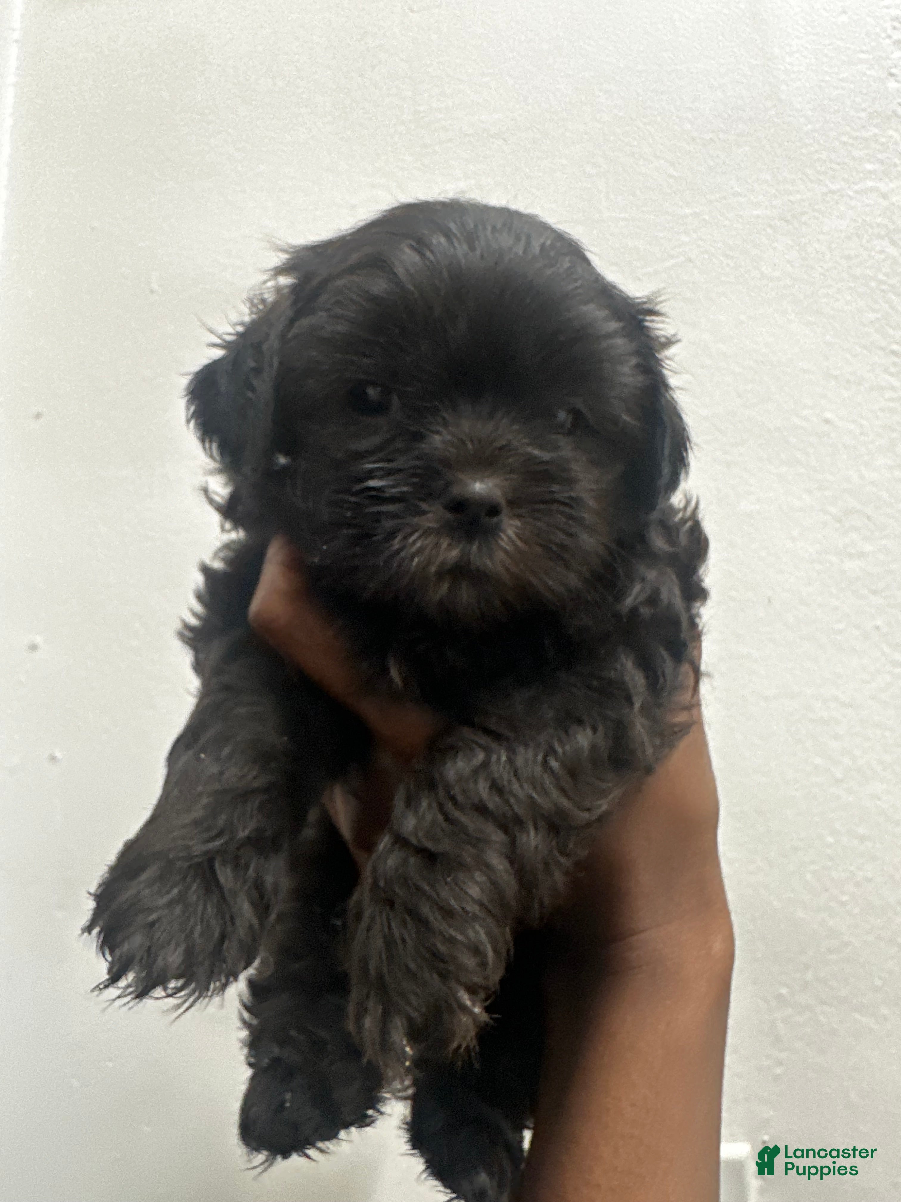 Shihpoo dogs Shihpoo 2 - Ad 42