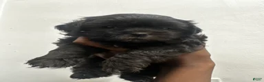 Shihpoo 2