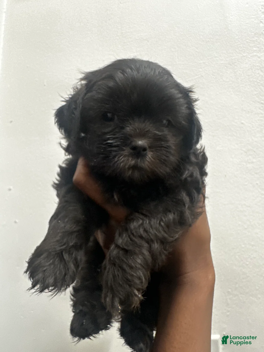 Shihpoo dogs for sale: Shihpoo 2 - Ad 1