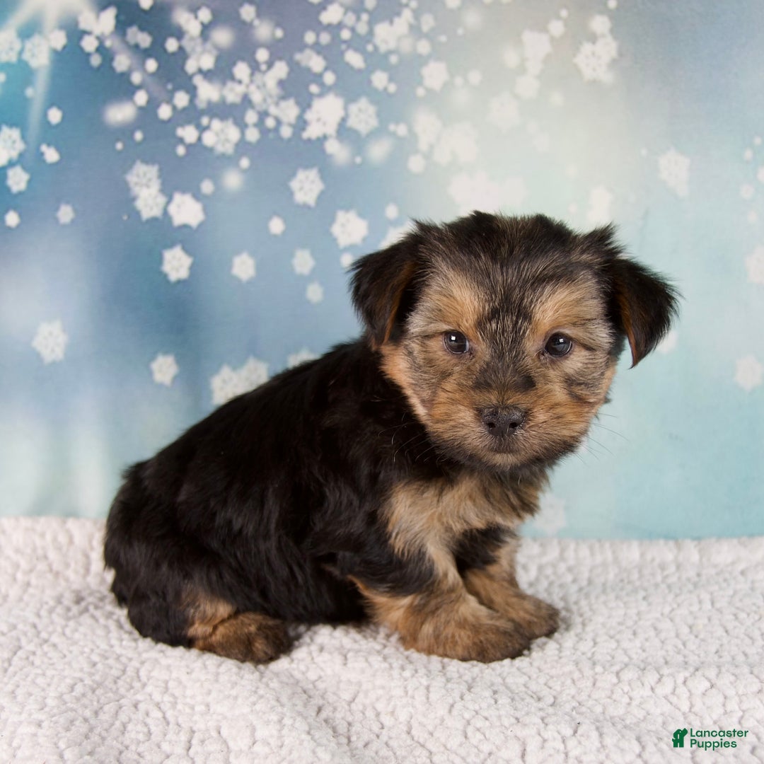 Morkie dogs for sale: Benji  - Ad 2