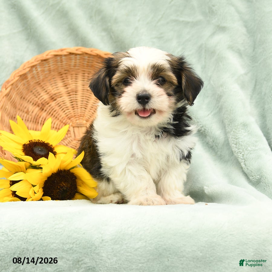 Havanese dogs Bouncer - Ad 1
