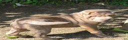 Shar Pei dogs for sale: Lyla - Ad 6