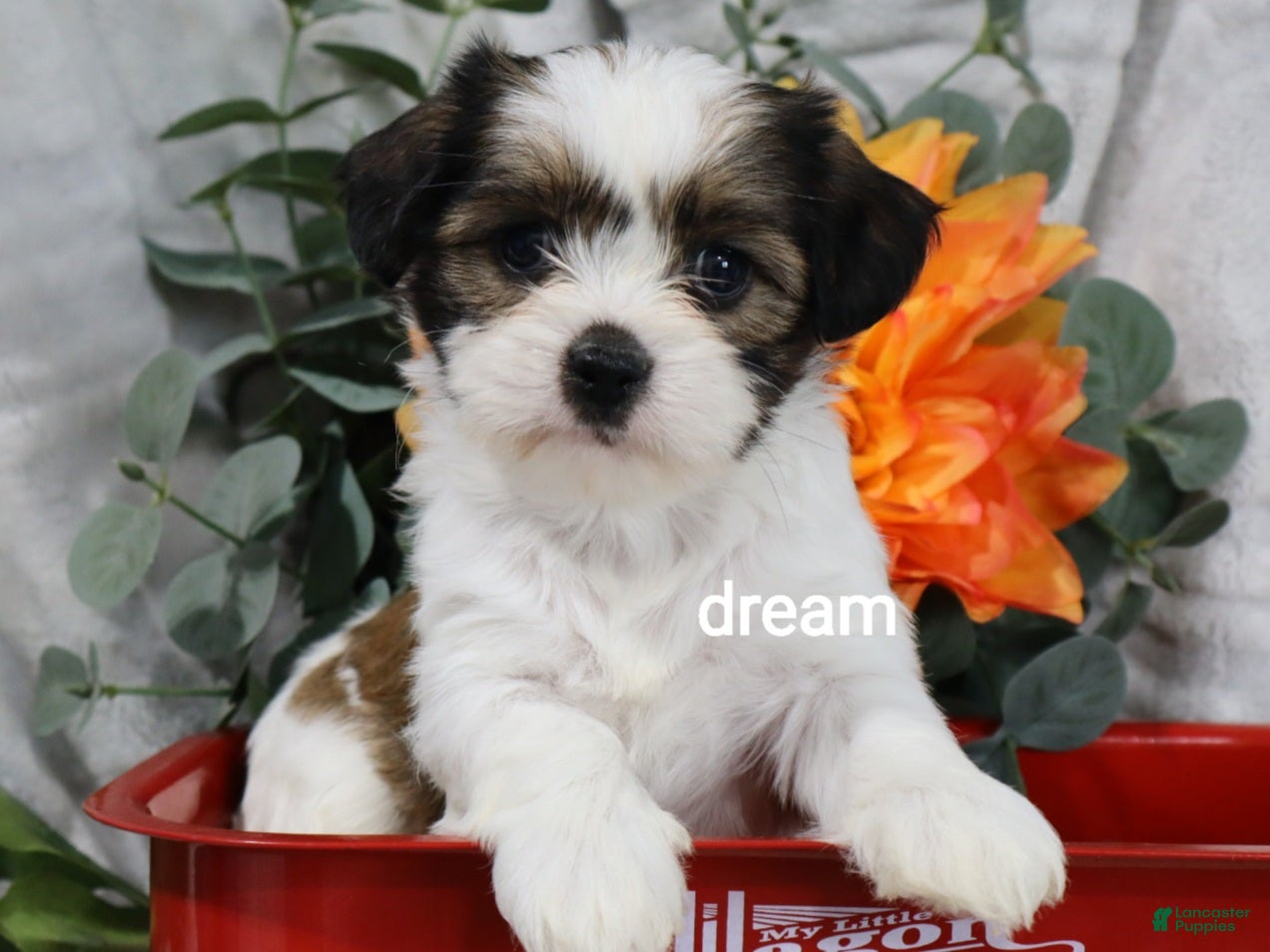 Mixed Breed dogs Gemma - Ad 2