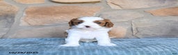 Cavapoo dogs for sale: Finley - Ad 10