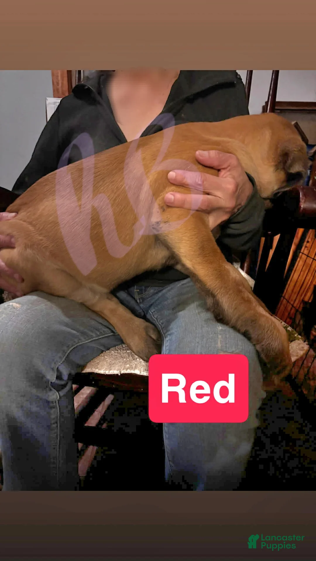 English Mastiff dogs for sale: English Mastiff Puppy 3 - Ad 8