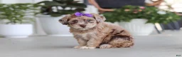 Havapoo dogs for sale: Chloe - Ad 4