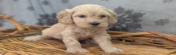 Cockapoo dogs for sale: Lieutenant Pete - Ad 27
