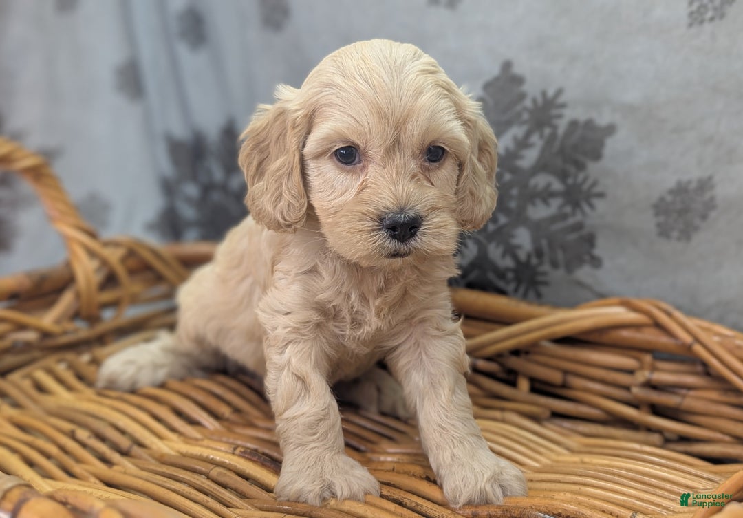 Cockapoo dogs for sale: Lieutenant Pete - Ad 27