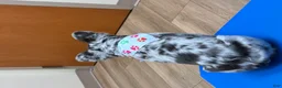 French Bulldog dogs for sale: French Bulldog Puppy 1 - Ad 2