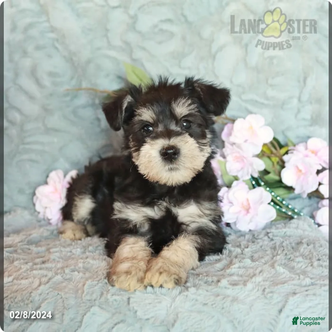 Gallery Image {{count}}