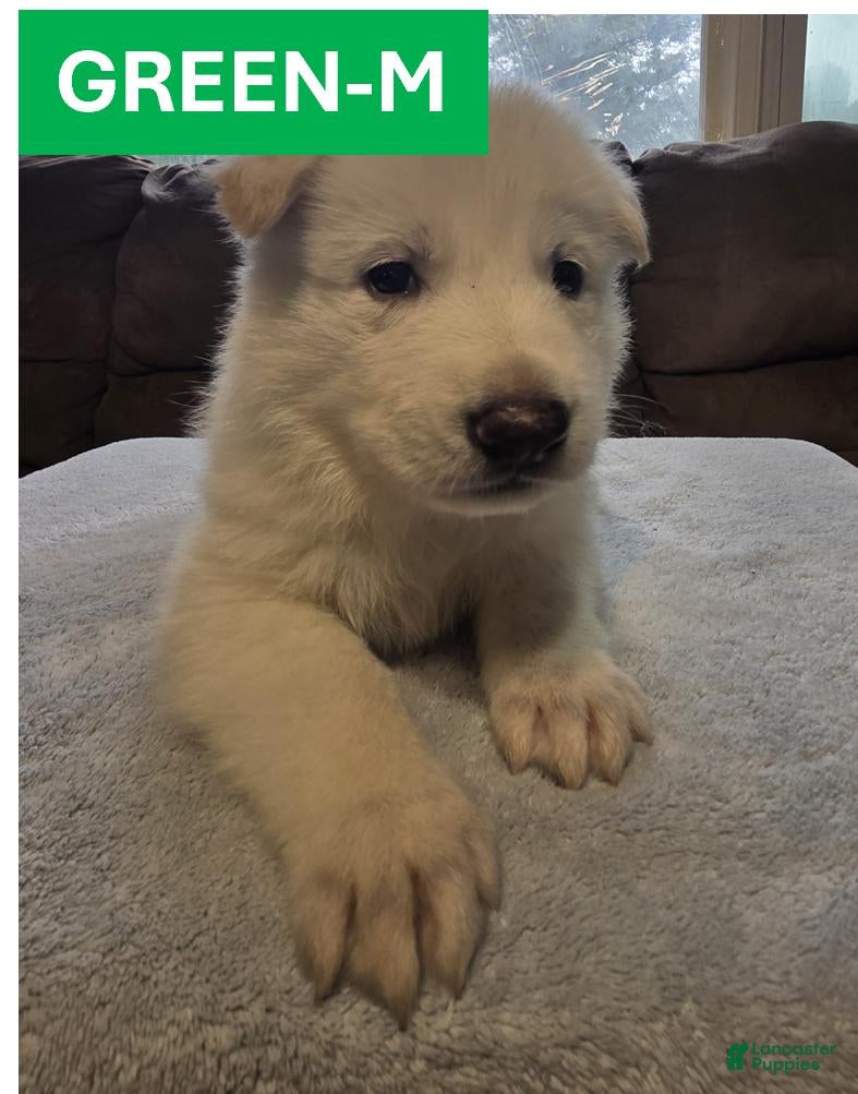 German Shepherd dogs Green - Ad 20