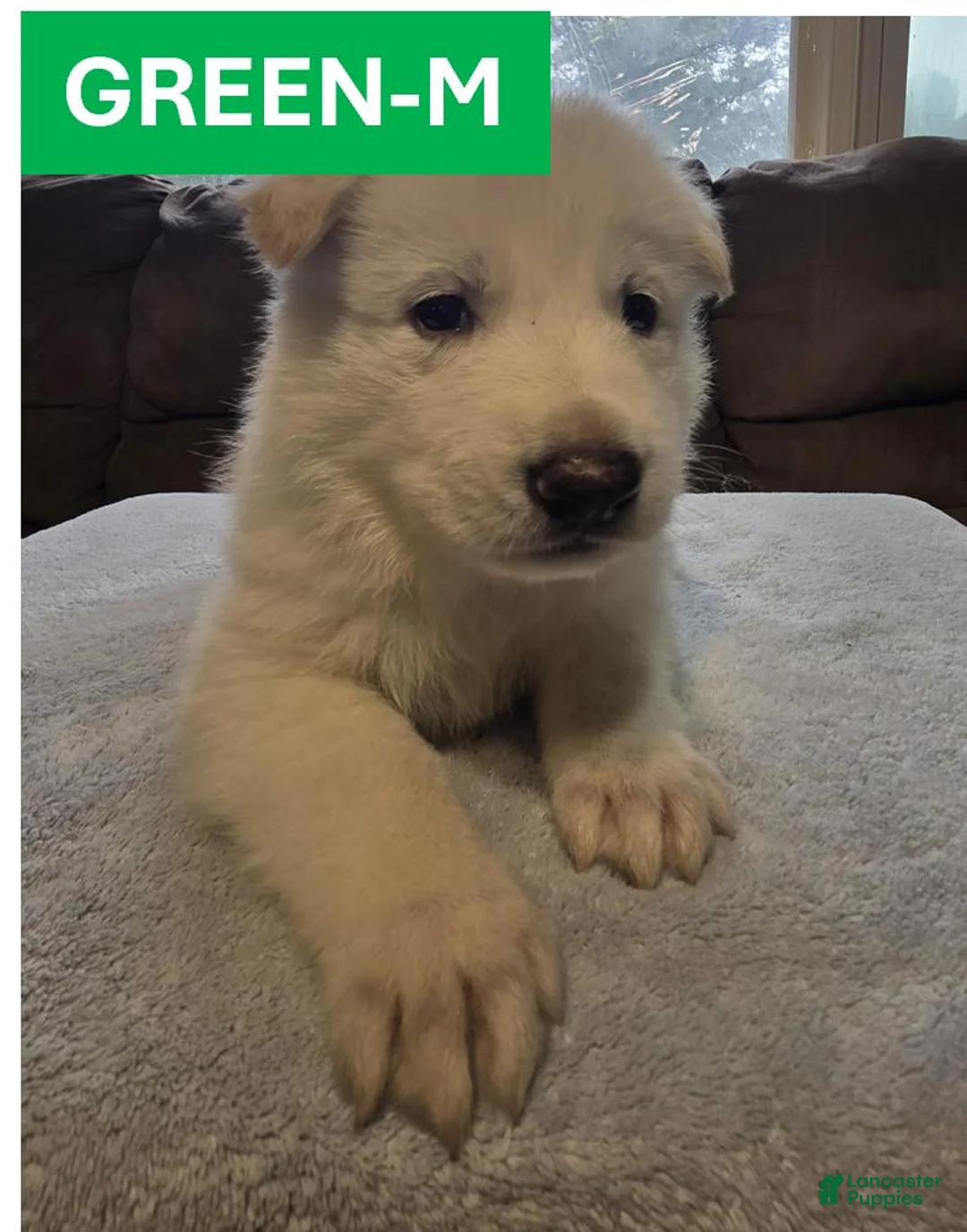 German Shepherd dogs for sale: Green - Ad 1