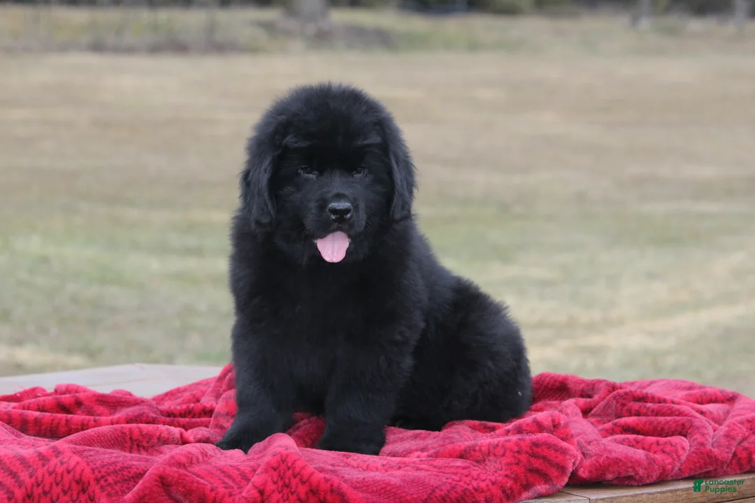 Newfoundland dogs for sale: Theo - Ad 11