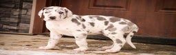 Great Dane dogs for sale: Emily - Ad 10