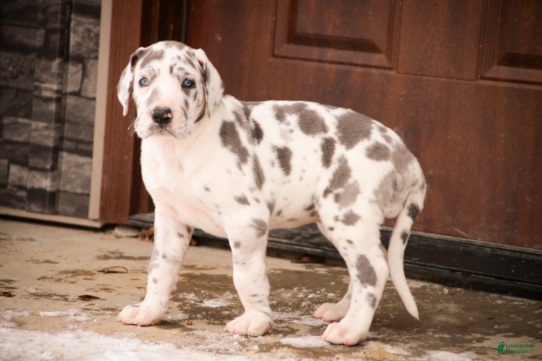 Great Dane dogs for sale: Emily - Ad 10