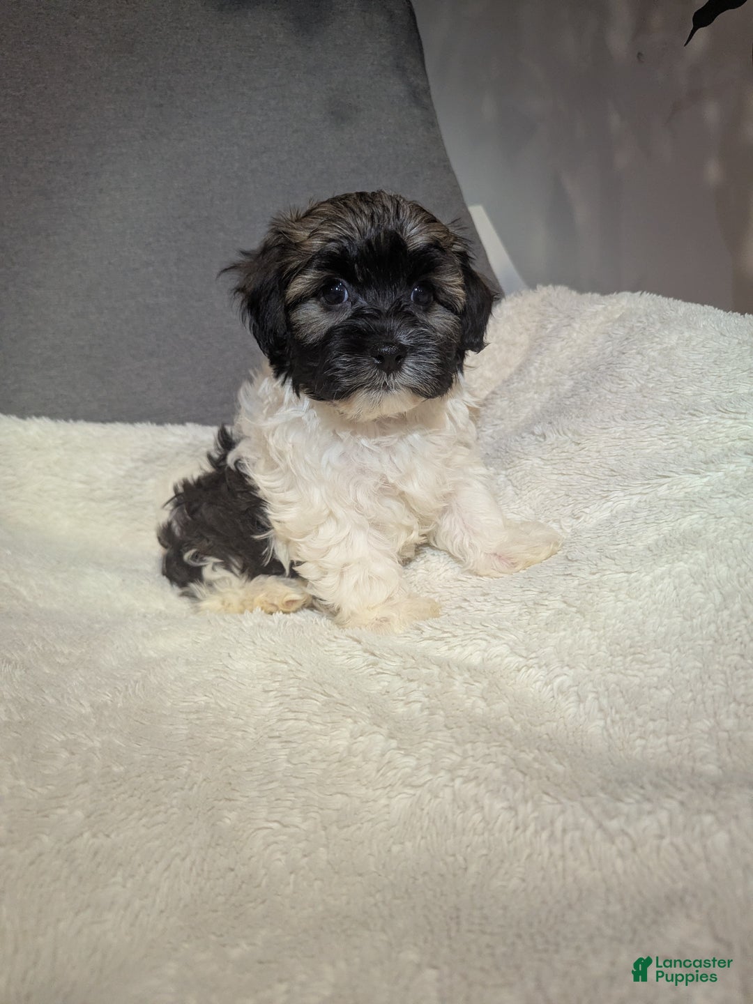 Havanese dogs for sale: Braxton  - Ad 3