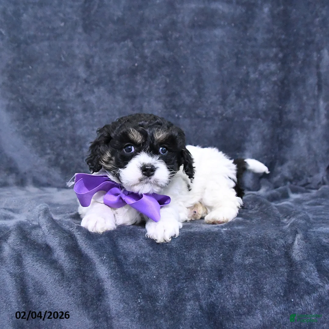 Cavapoo dogs for sale: Angel - Ad 3
