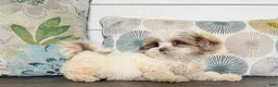 Shihpoo dogs for sale: Prince  - Ad 11