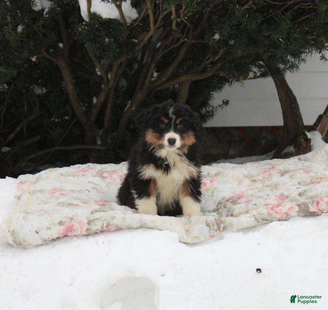 Australian Shepherd dogs for sale: Spot - Ad 1