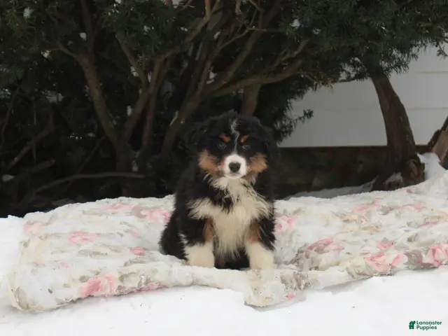 Australian Shepherd dogs for sale: Spot - Ad 35