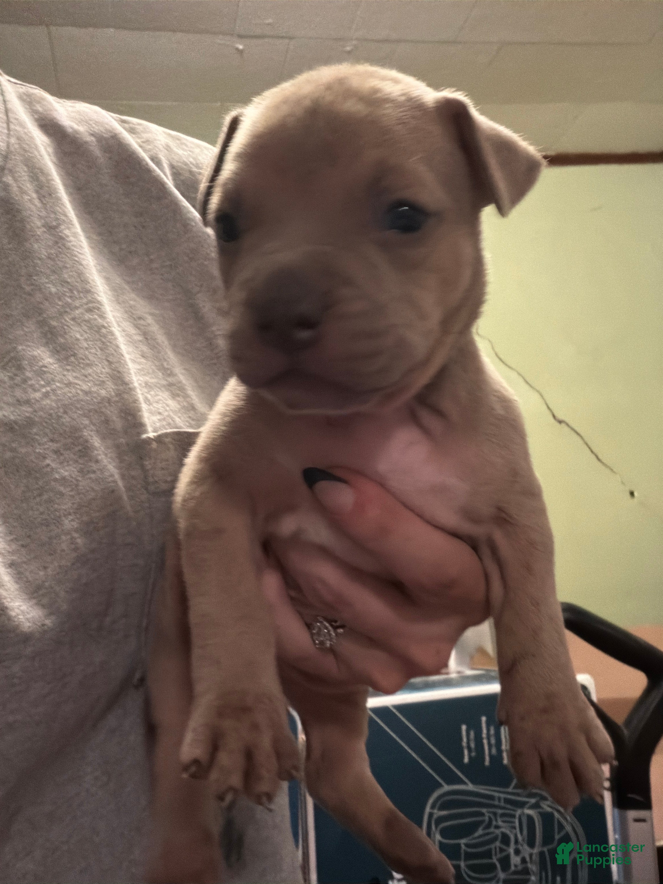 American Bully dogs American Bully 4 - Ad 21