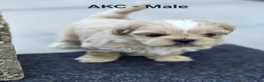 Shih Tzu Male 1