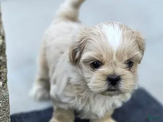 Shih Tzu dogs for sale: Shih Tzu Male 1 - Ad 2