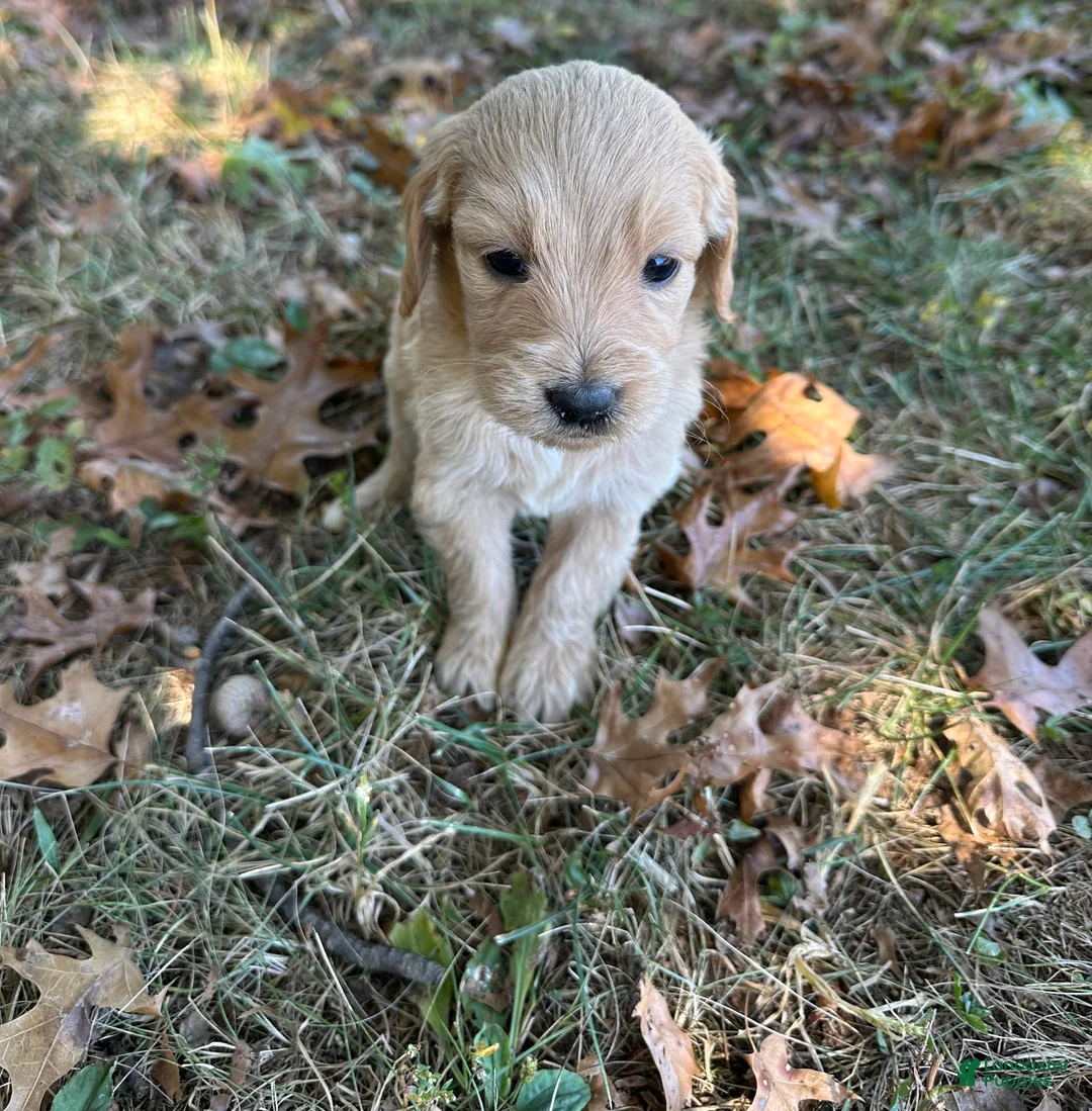 Goldendoodle dogs for sale: Goldendoodle 6 - Ad 3
