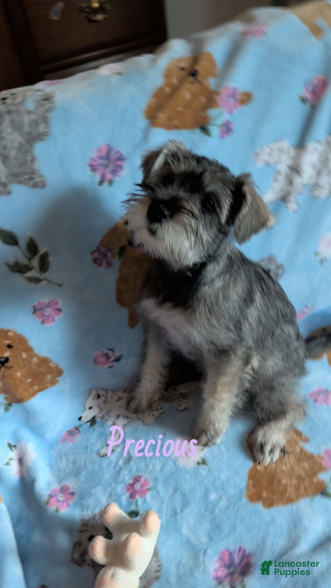 Miniature Schnauzer dogs Precious  - Ad 8