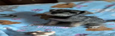 Precious 