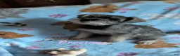 Miniature Schnauzer dogs for sale: Precious  - Ad 1