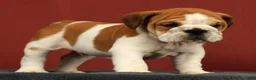 English Bulldog dogs for sale: Baxter - Ad 3